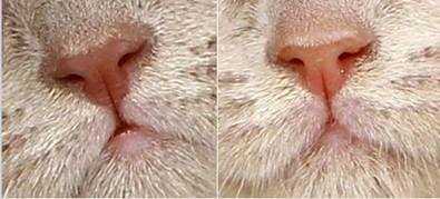 Сравнение лилового и фавнового окраса у носа